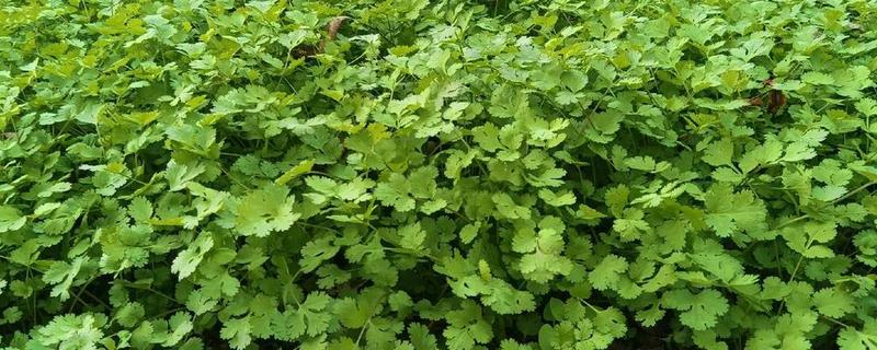 植物害怕哪种光，绿色光源会从植物体内穿透或反射