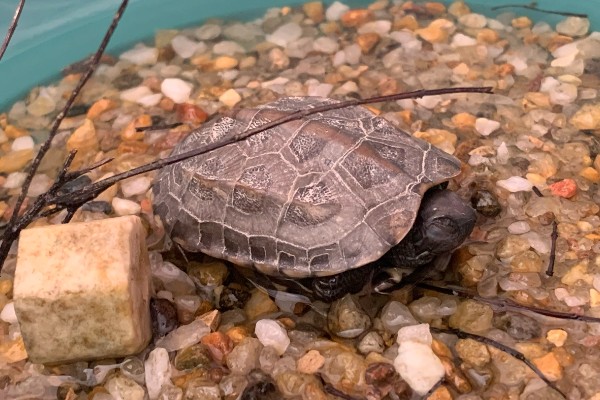 乌龟睡觉的时间，非冬眠期每日睡眠约15小时