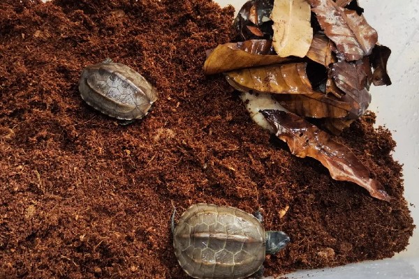 乌龟睡觉的时间，非冬眠期每日睡眠约15小时