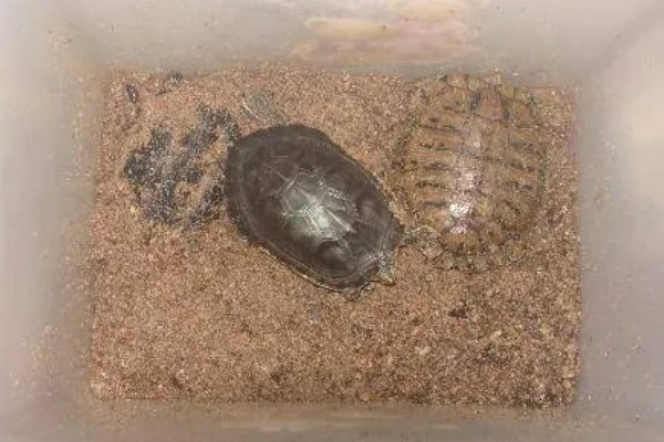 乌龟睡觉的时间，非冬眠期每日睡眠约15小时