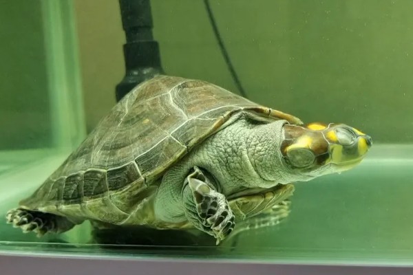 乌龟睡觉的时间，非冬眠期每日睡眠约15小时