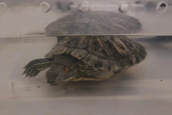 乌龟睡觉的时间，非冬眠期每日睡眠约15小时