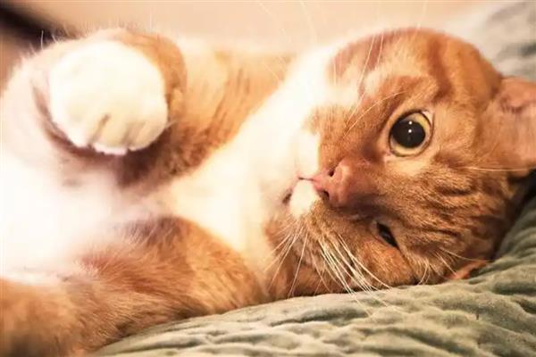 猫咪吓尿了有没有影响，会有一定的影响