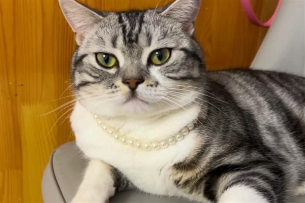 猫咪吓尿了有没有影响，会有一定的影响