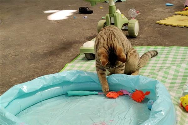 猫咪吓尿了有没有影响，会有一定的影响