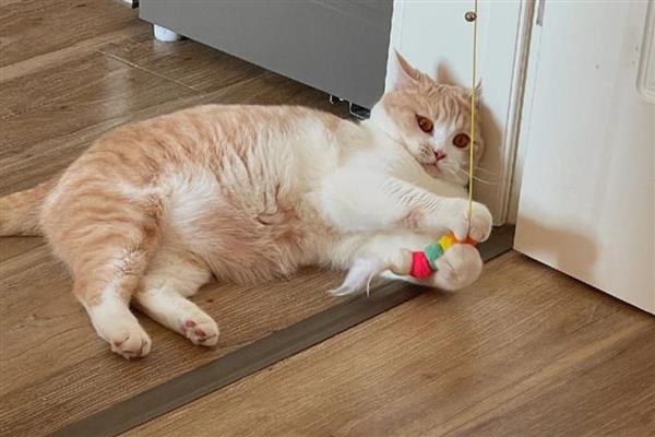 猫咪吓尿了有没有影响，会有一定的影响