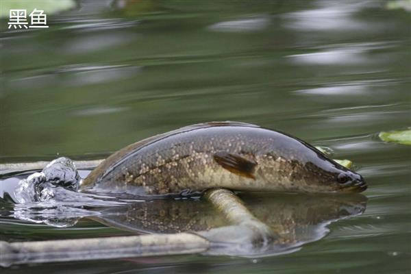 黑鱼与鲶鱼的区别，品种与外观均不同