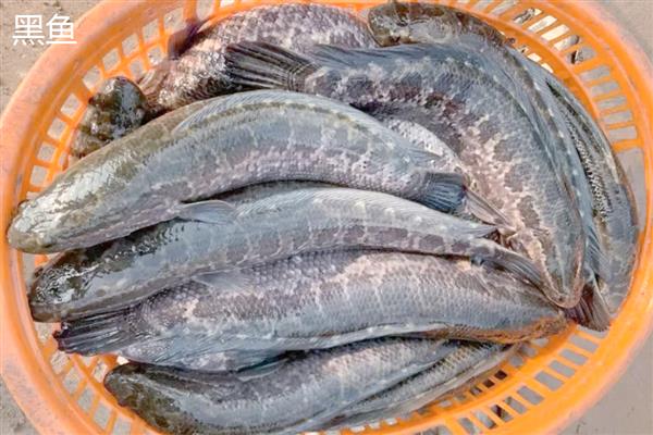 黑鱼与鲶鱼的区别，品种与外观均不同