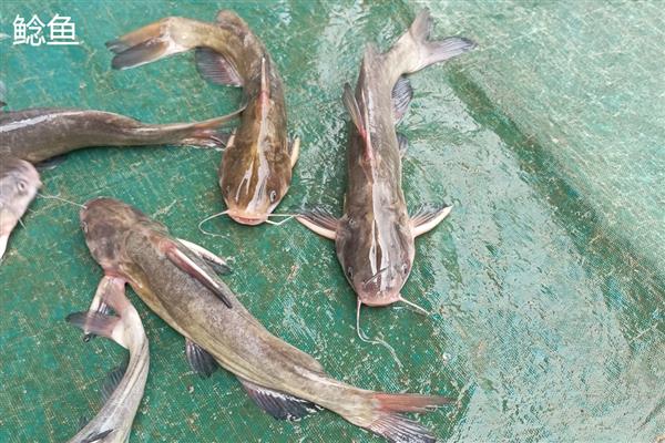 黑鱼与鲶鱼的区别，品种与外观均不同