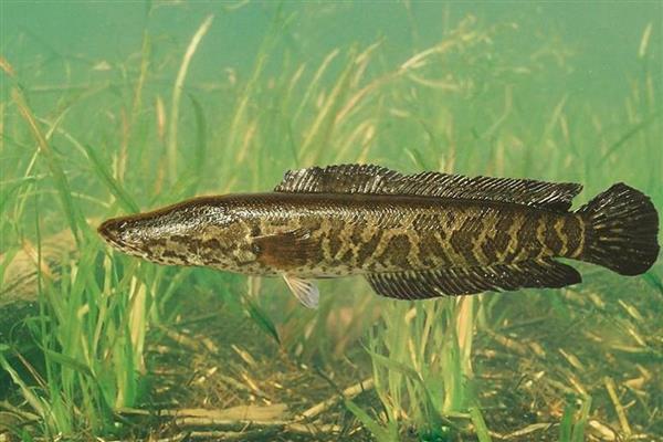 黑鱼与鲶鱼的区别，品种与外观均不同
