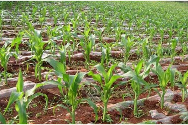 玉米为何长不高,可能是土温低、发生药害等原因所致