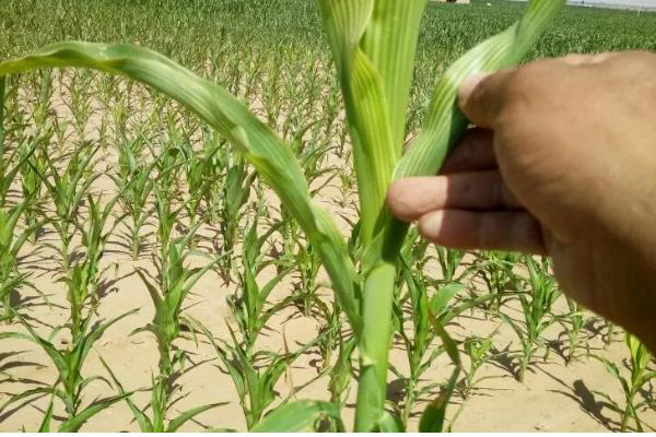 玉米为何长不高,可能是土温低、发生药害等原因所致