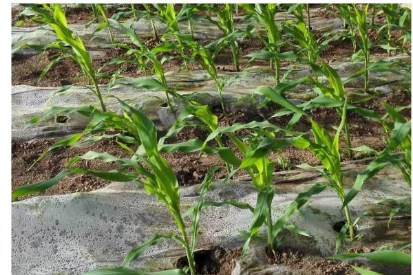 玉米为何长不高,可能是土温低、发生药害等原因所致