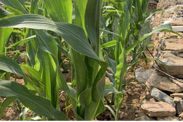 玉米为何长不高,可能是土温低、发生药害等原因所致