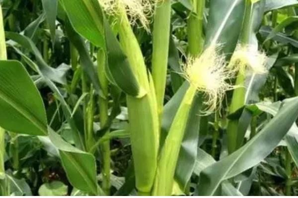 玉米为何长不高,可能是土温低、发生药害等原因所致