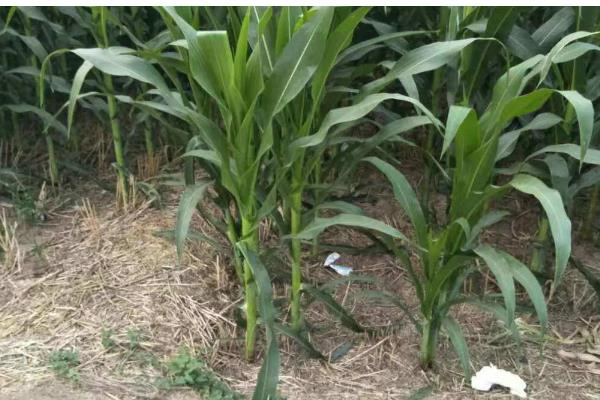 玉米为何长不高,可能是土温低、发生药害等原因所致