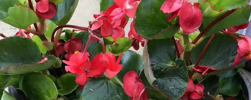 相思花是哪种花，是指秋海棠