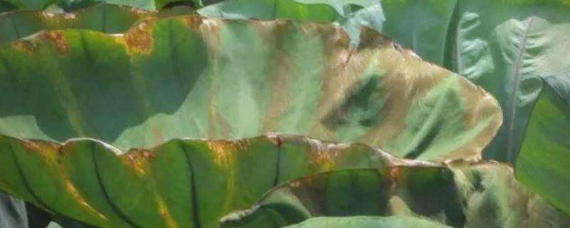 芋头常见病虫害如何防治，不同病虫害的防治方法不同