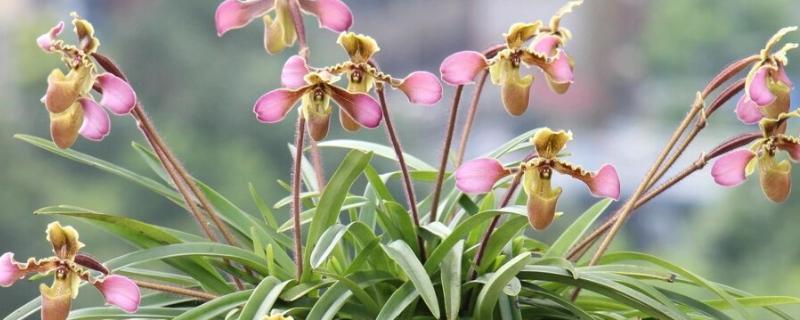 带叶兜兰的养殖方法，平时放在室内光线明亮且通风的地方