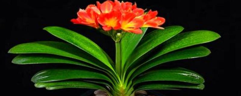 君子兰怎么配营养土，使用腐叶土、河沙、松树皮配制盆土