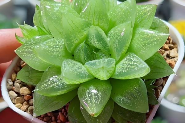 哪些多肉不喜欢晒太阳，常见玉露、爱之蔓等品种