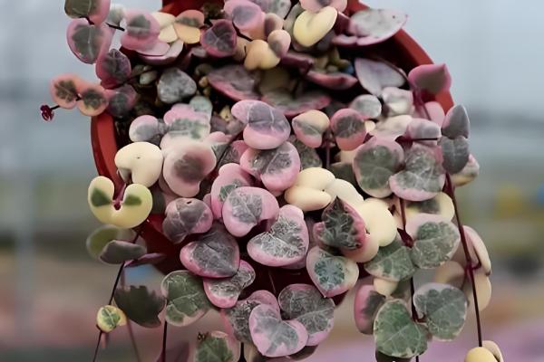 哪些多肉不喜欢晒太阳，常见玉露、爱之蔓等品种