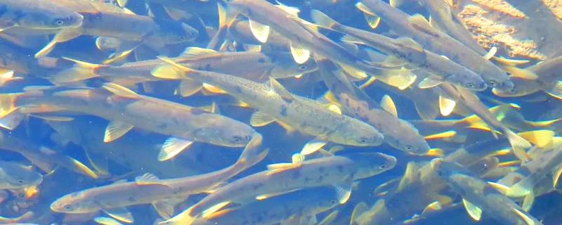 鱼类为什么要洄游，可能是要产卵了