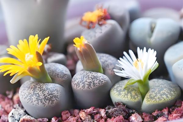 哪些多肉不喜欢晒太阳，常见玉露、爱之蔓等品种