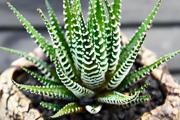 哪些多肉不喜欢晒太阳，常见玉露、爱之蔓等品种