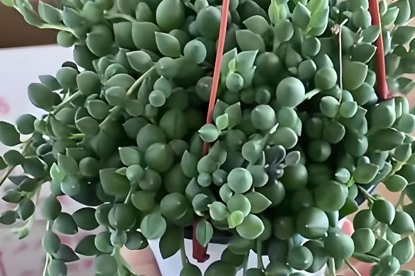 哪些多肉不喜欢晒太阳，常见玉露、爱之蔓等品种