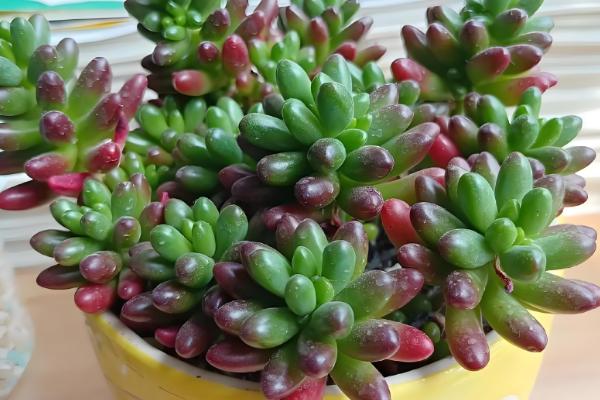 哪些多肉不喜欢晒太阳，常见玉露、爱之蔓等品种