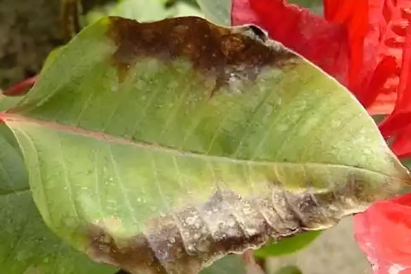 仙客来灰霉病有哪些症状,全叶会变褐、干祜等