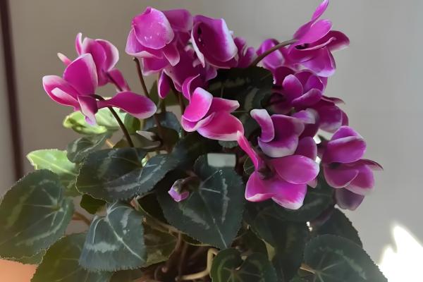 仙客来灰霉病有哪些症状,全叶会变褐、干祜等