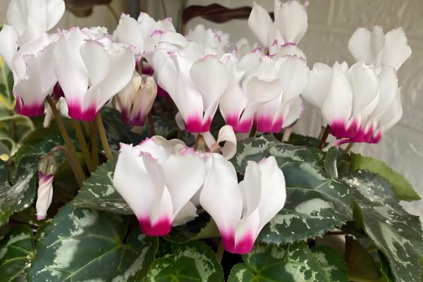 仙客来灰霉病有哪些症状,全叶会变褐、干祜等