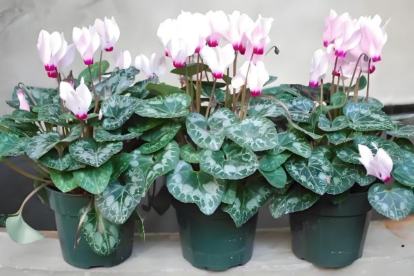 仙客来灰霉病有哪些症状,全叶会变褐、干祜等