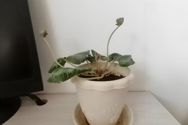 仙客来灰霉病有哪些症状,全叶会变褐、干祜等