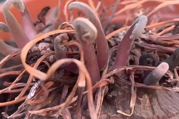 仙客来灰霉病有哪些症状,全叶会变褐、干祜等