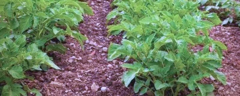 马铃薯苗期如何管理，现蕾期亩施尿素10-15公斤