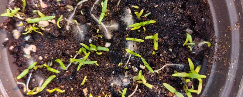 满天星幼苗的外观，刚萌发时与黄豆相似