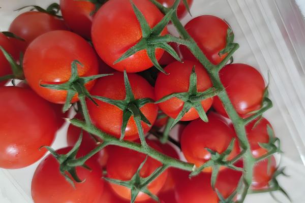 黄番茄与红番茄的区别，颜色不同