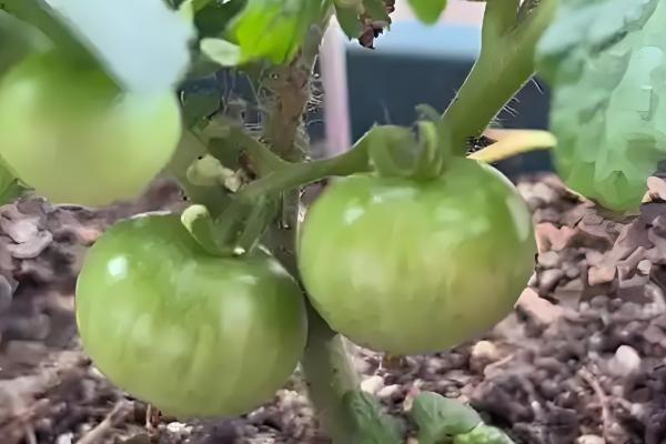 黄番茄与红番茄的区别，颜色不同