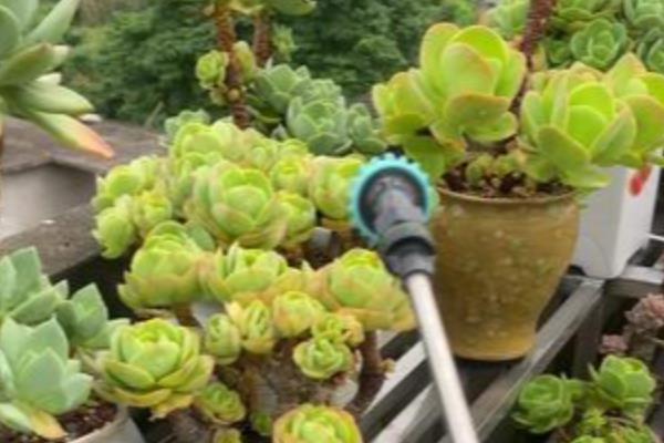 降温后能不能给多肉移盆,移盆后放在阳光直射的地方