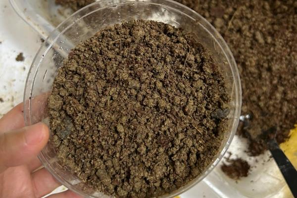 降温后能不能给多肉移盆,移盆后放在阳光直射的地方