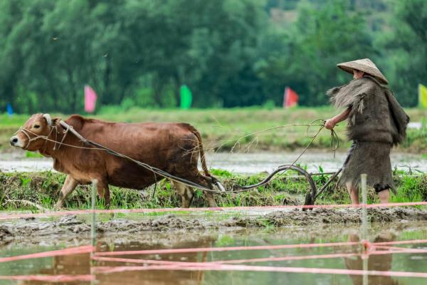 传统农业与现代农业有什么区别，前者主要依靠人力、后者依靠现代科技