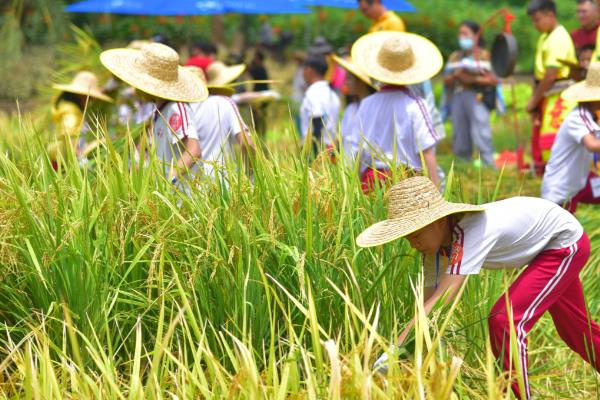 传统农业与现代农业有什么区别，前者主要依靠人力、后者依靠现代科技