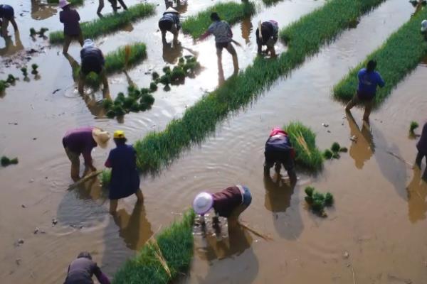 传统农业与现代农业有什么区别，前者主要依靠人力、后者依靠现代科技