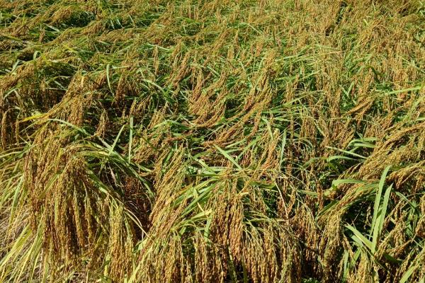 传统农业与现代农业有什么区别，前者主要依靠人力、后者依靠现代科技