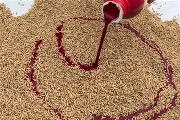 龙盾1614水稻怎么种植,撒播种子出苗后再移栽