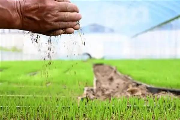 龙盾1614水稻怎么种植,撒播种子出苗后再移栽