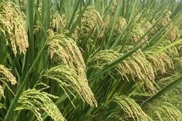 龙盾1614水稻怎么种植,撒播种子出苗后再移栽